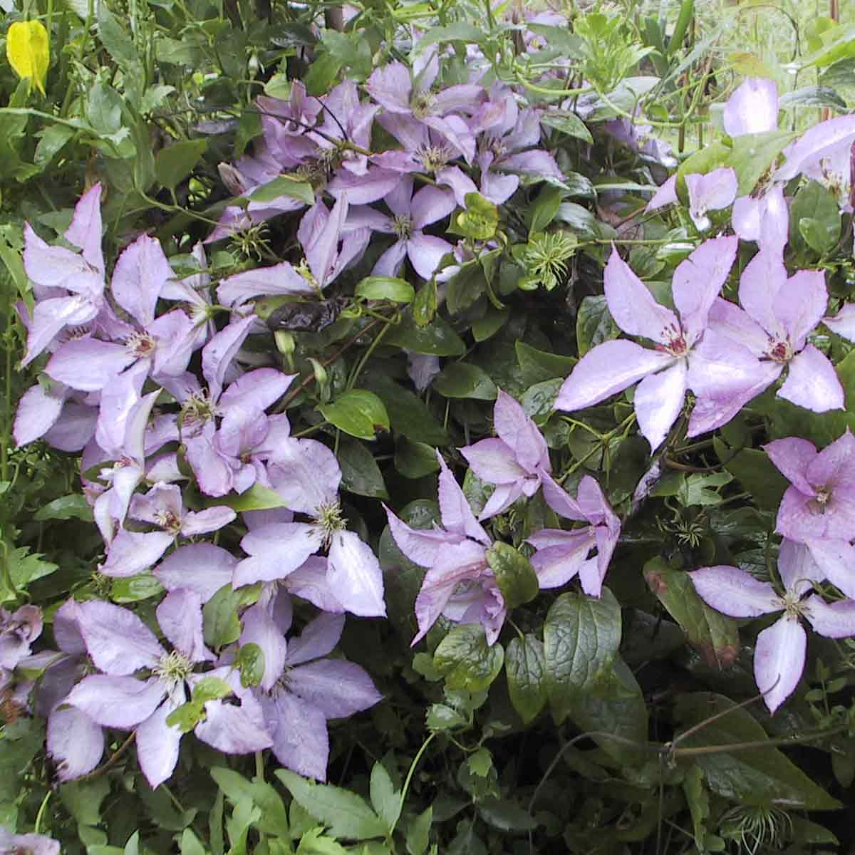 Clematis Margaret Hunt 2 L Potte