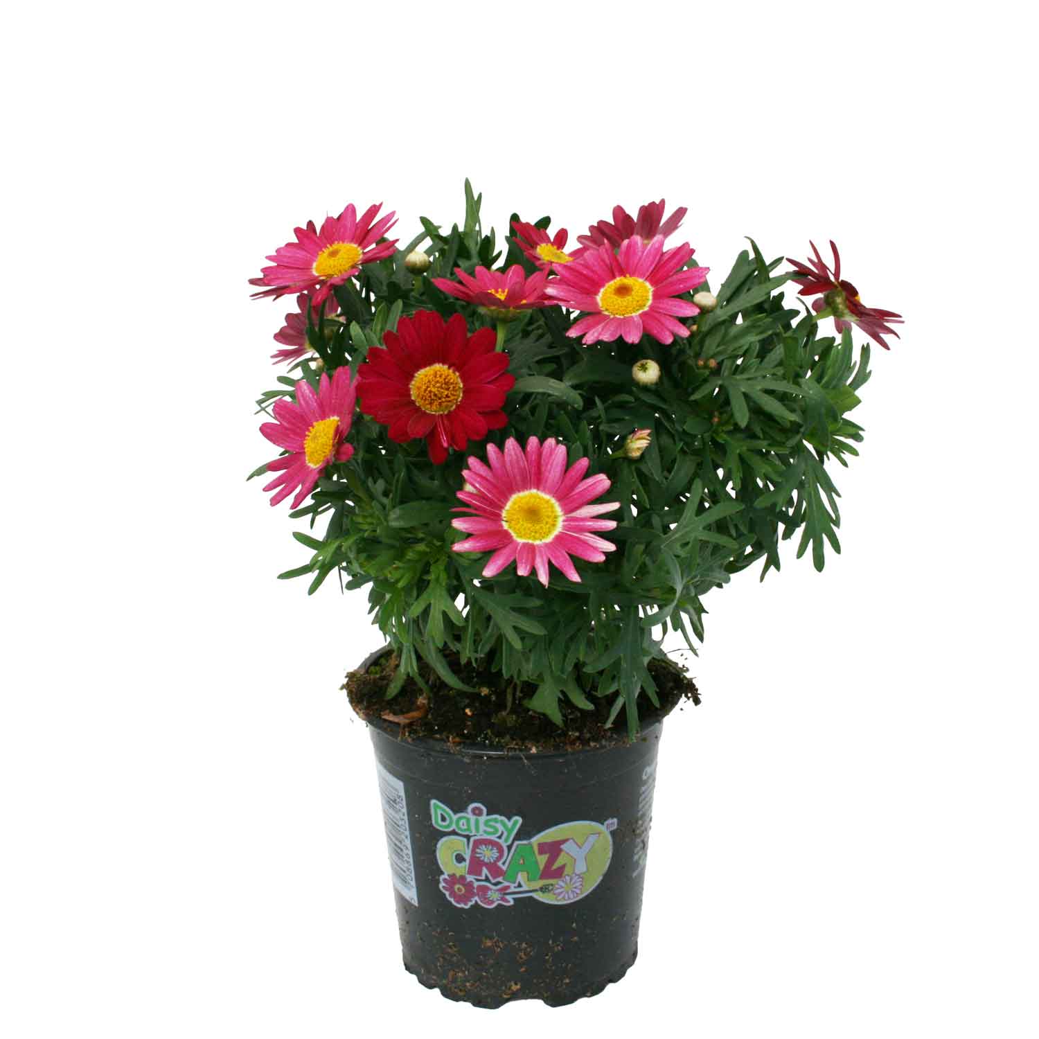 Daisy special - Argyranthemum frutescens 11cm pot