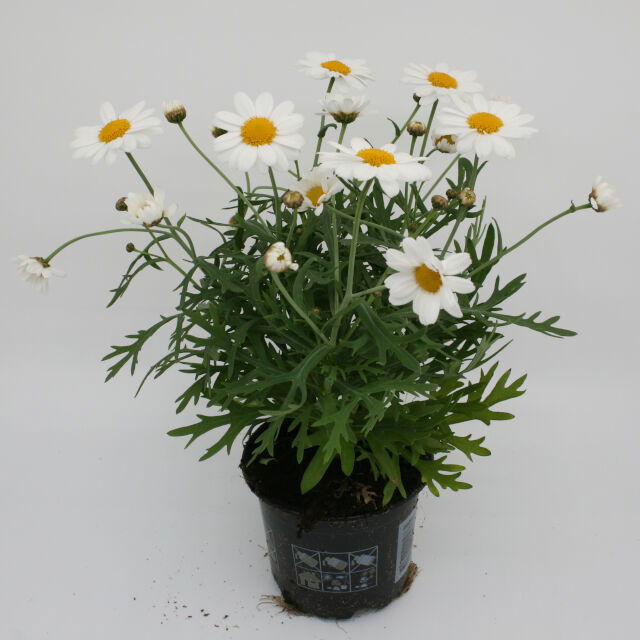 Marguerite - Chrysanthemum Frutescens 11 cm. pott.