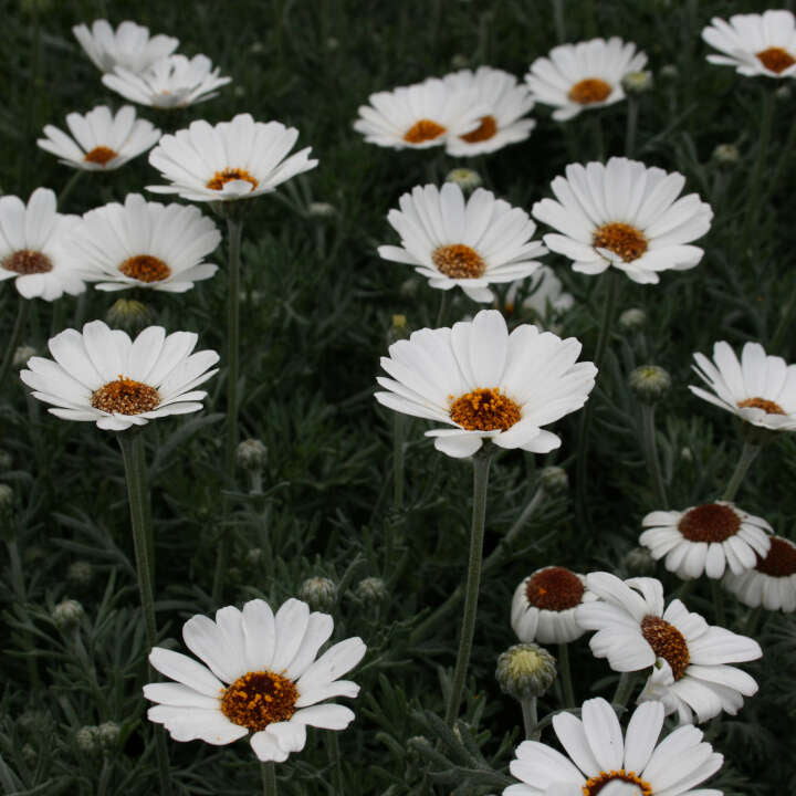 Marockansk tusensköna - Rhodanthemum hosmariense 12,5cm kruka