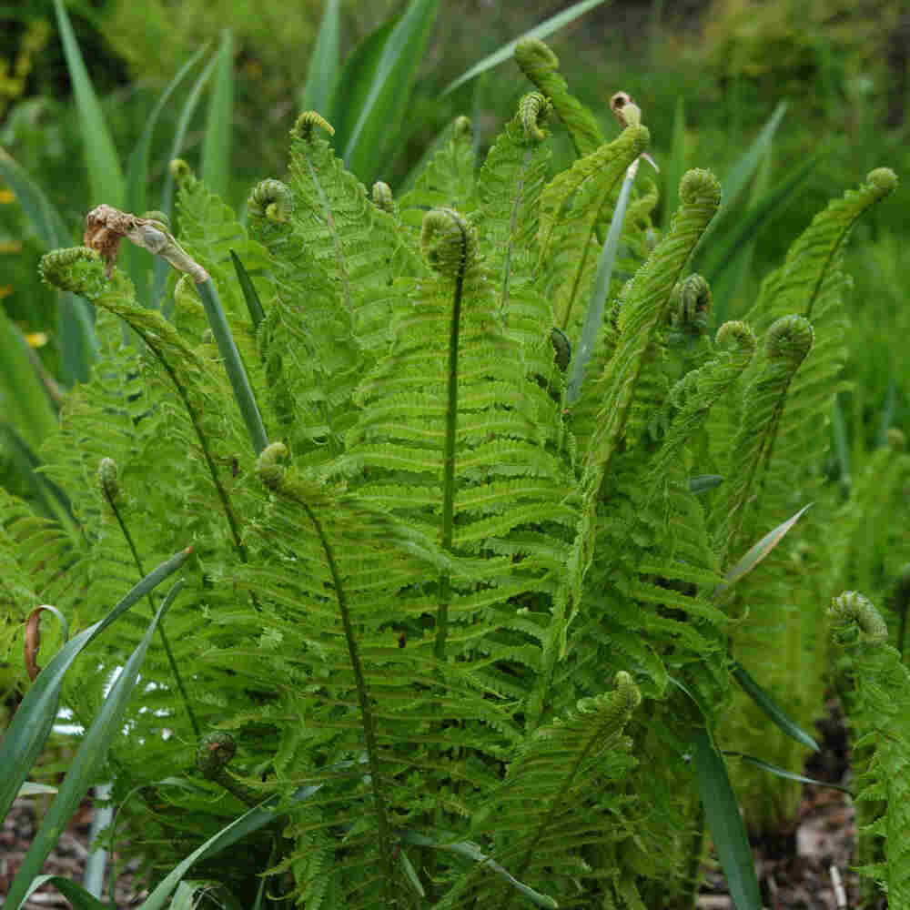 Matteuccia struthiopteris 10 cm