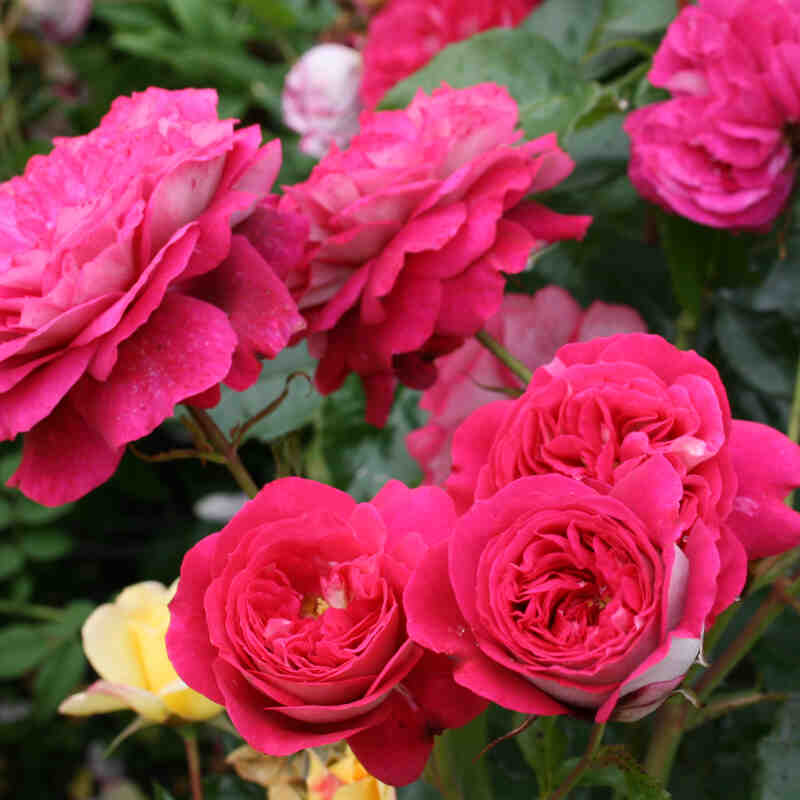 Rose 'Maxim'