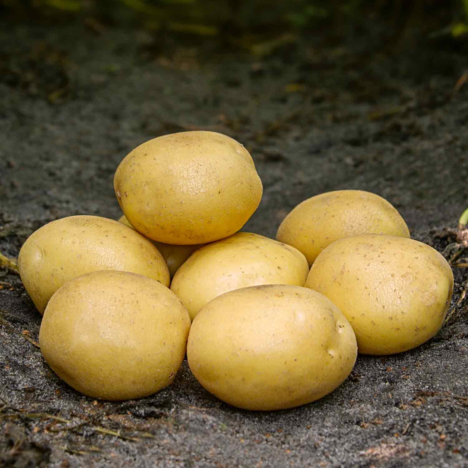 Seed potatoes - Maya - 10 kg