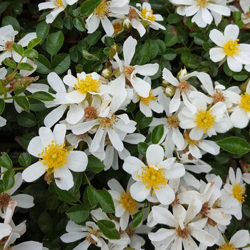 Rosa 'Green Summer'