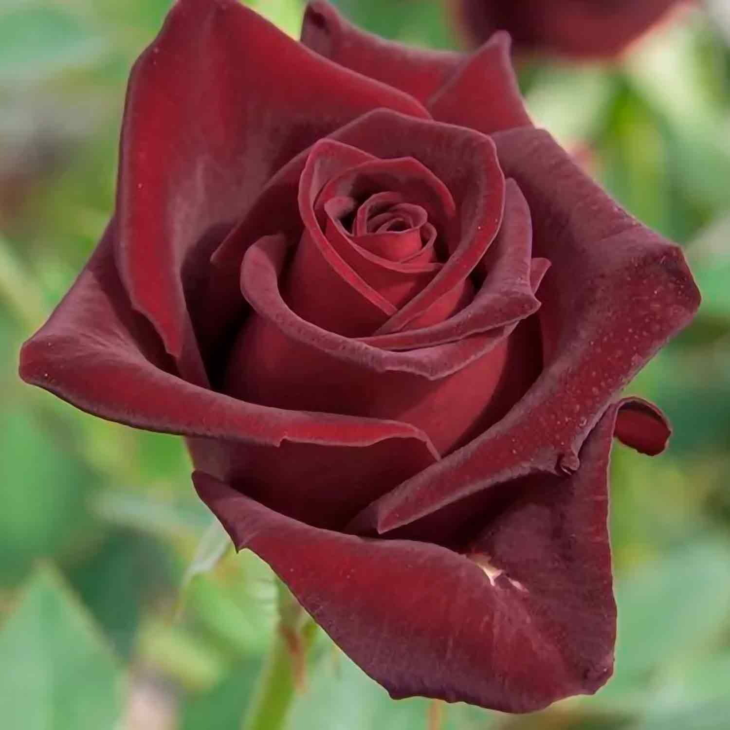 Rosa 'Black Baccara' (Meidebenne)