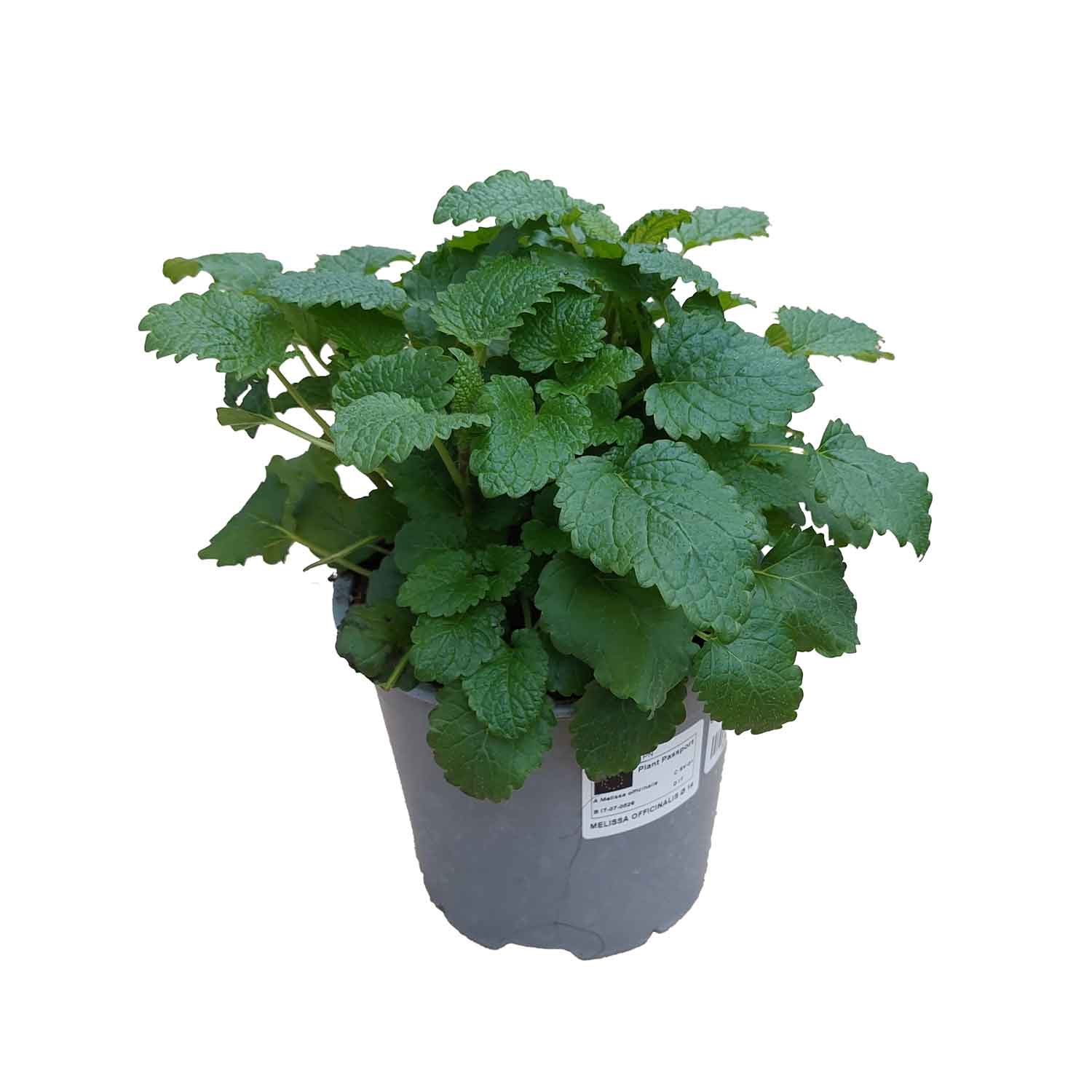 Citronmelisse - Melissa officinalis 14cm