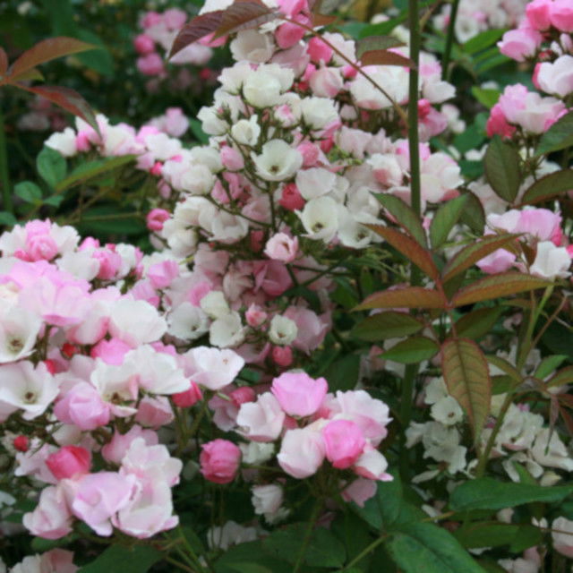 Rose moschata 'Menja'