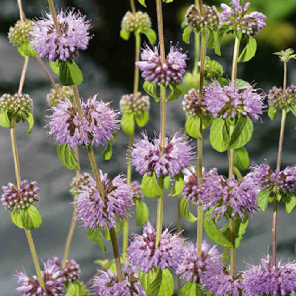 Mentha pulegium p9