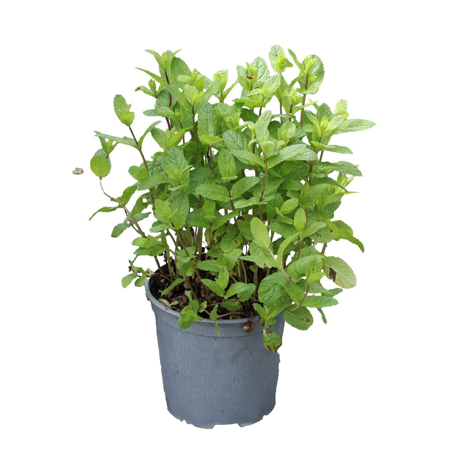 Mentha Spicata Moroccan D18 