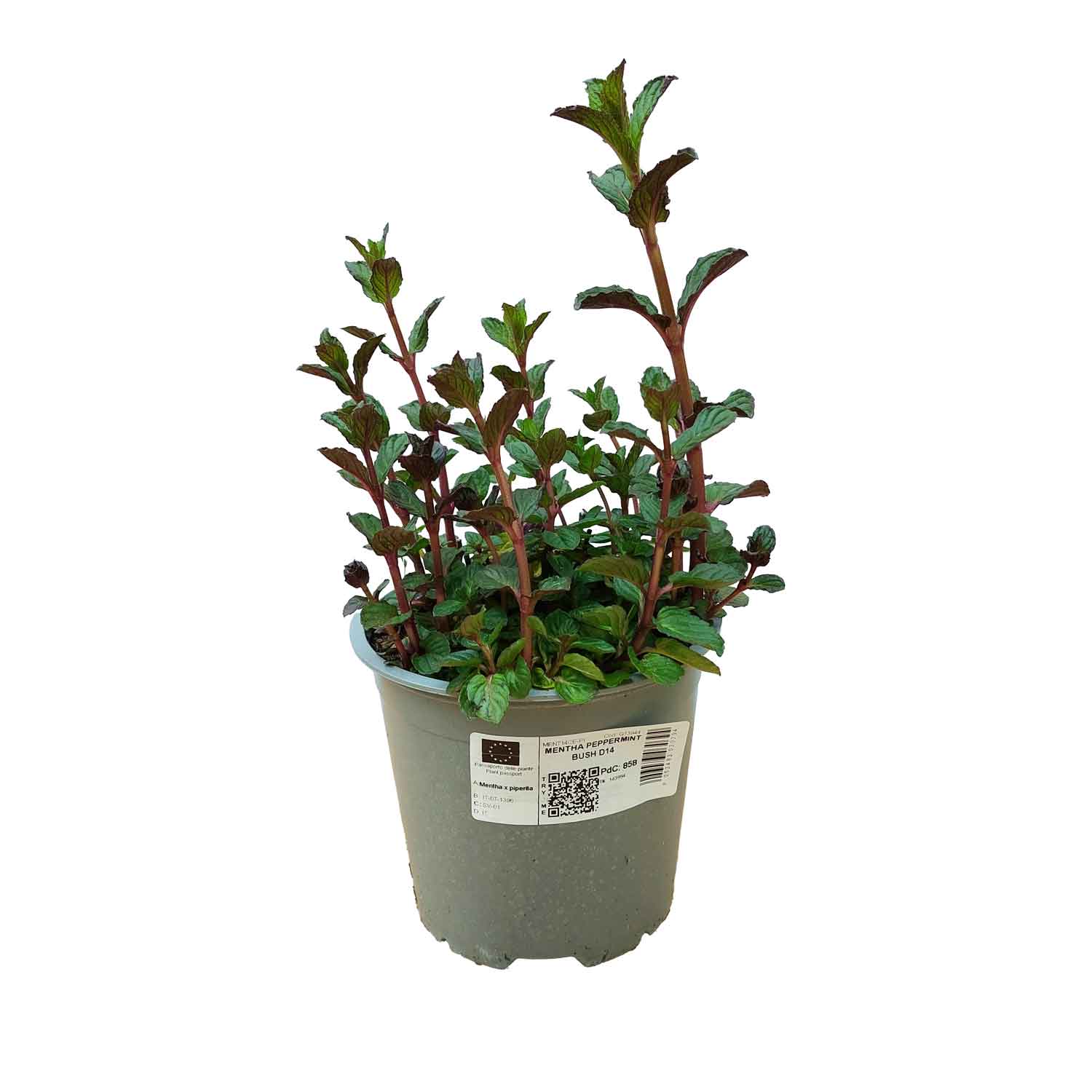 MENTHA PEPPERMINT BUSH D14