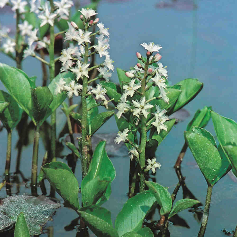 Menyanthes trifoliata p9