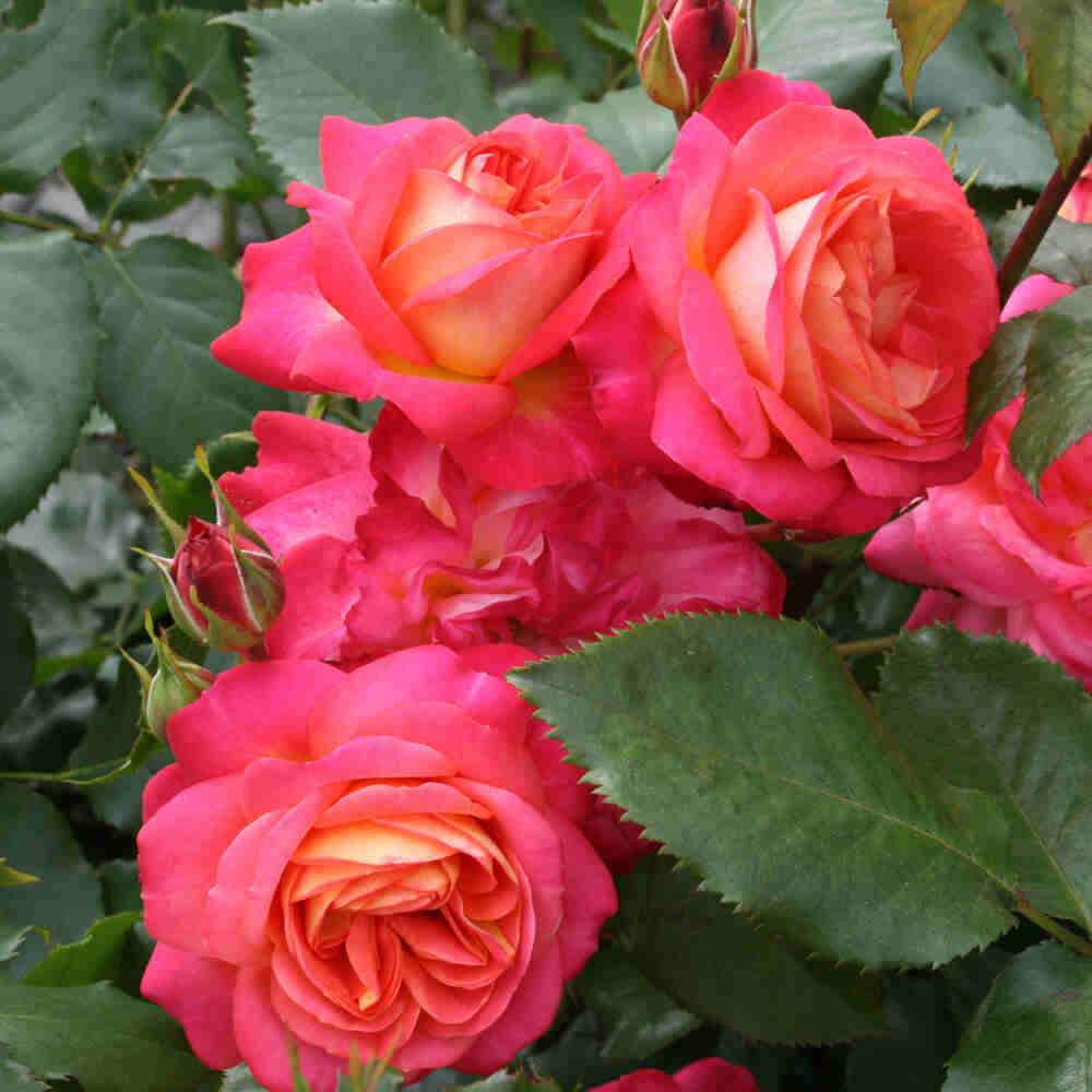 Rose 'Midsommar'