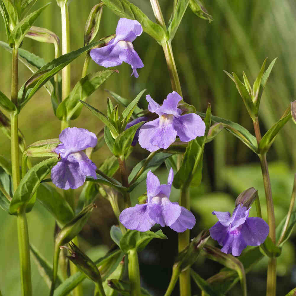 Mimulus ringens p9