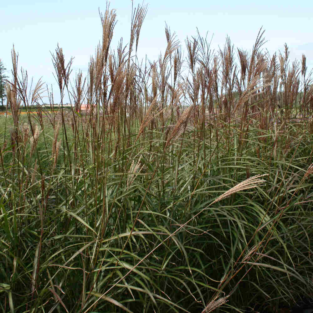 Miscanthus s. 'Queen Ingrid' 9cm