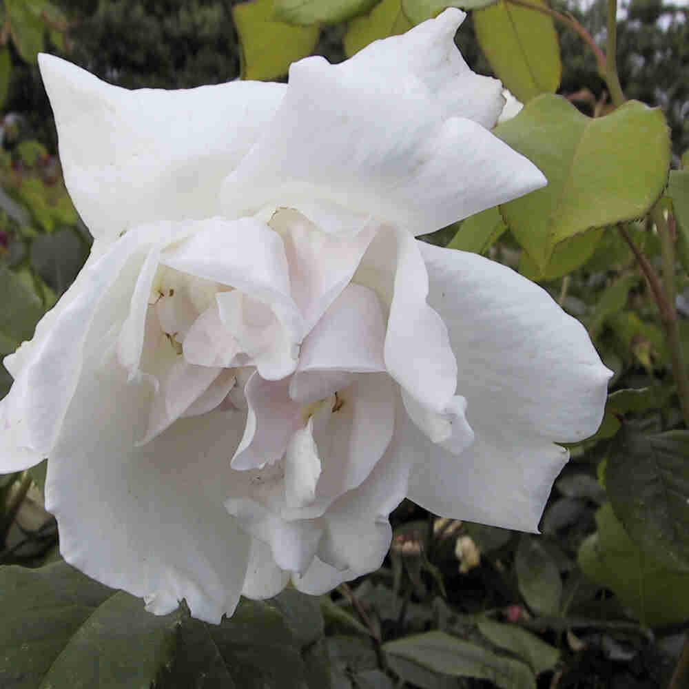 Hanging rose 'Mme Alfred Carrière'