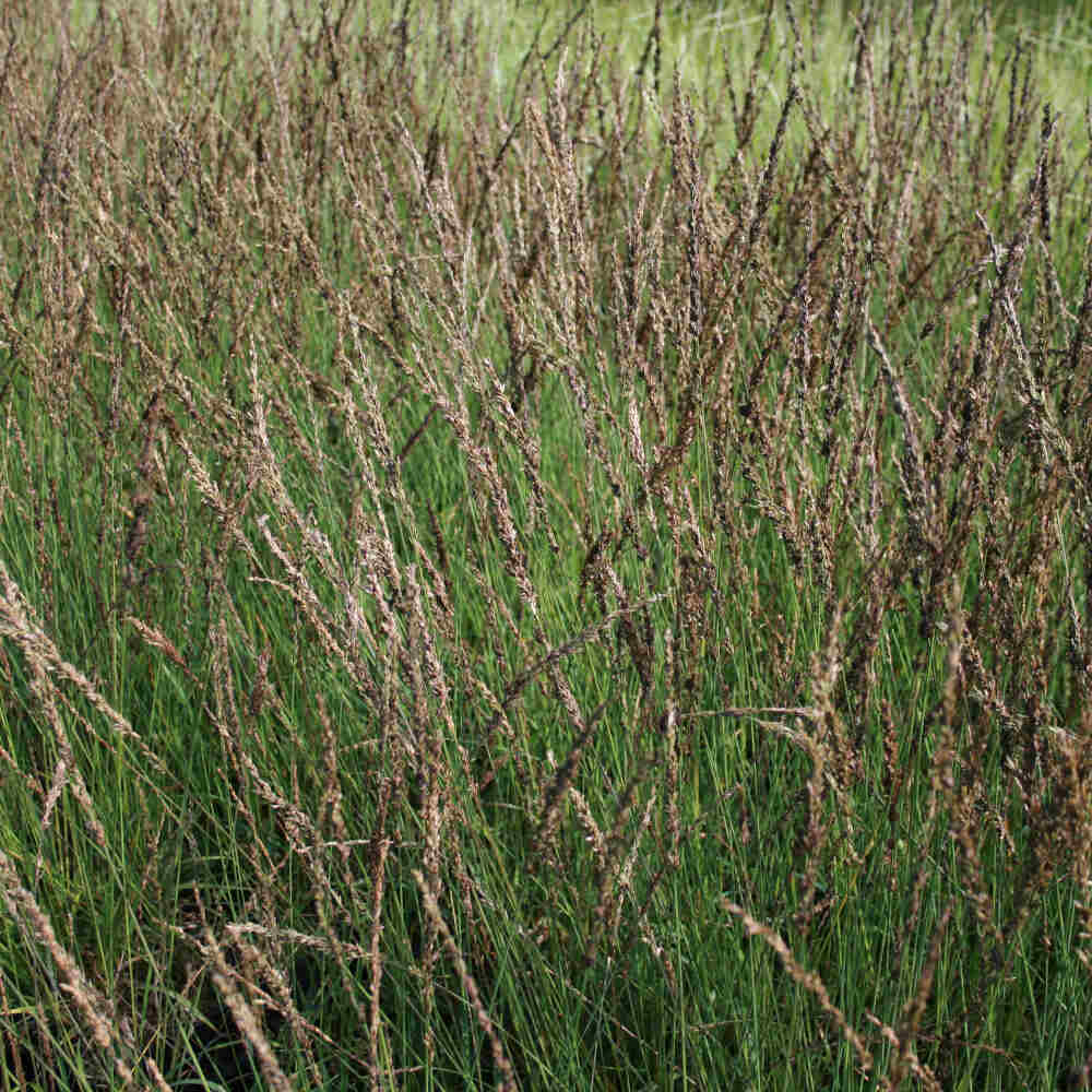 Molinia caerulea 'Moorhexe' 9cm