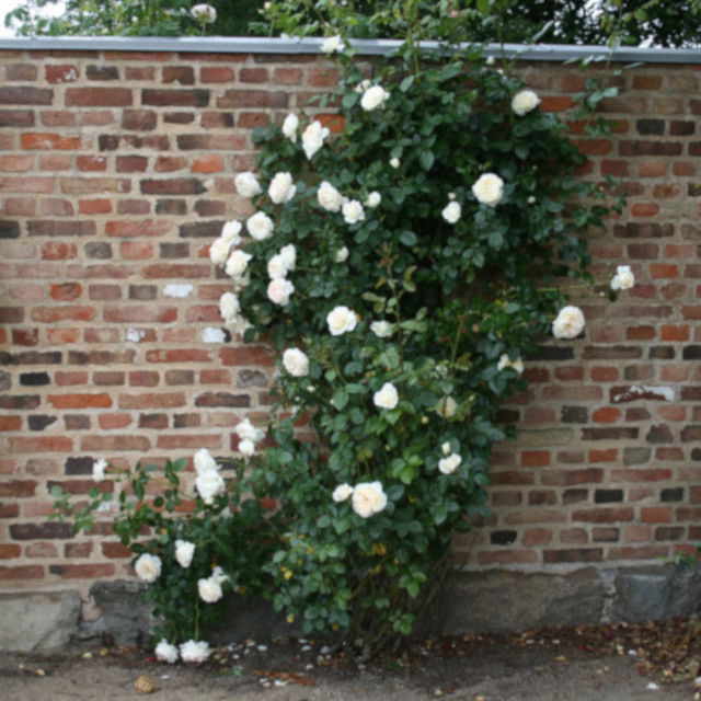 Hanging rose 'Mon Jardin et ma Maison'