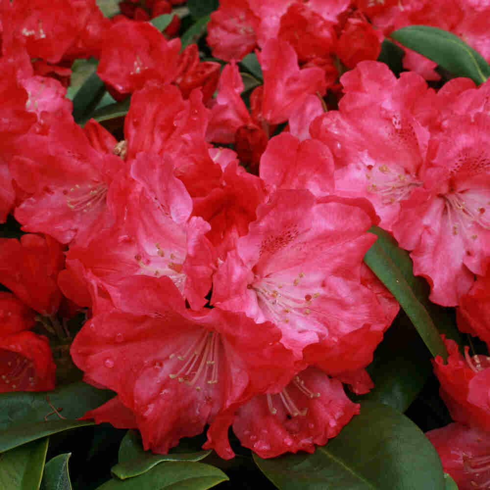 Rhododendron yakushimanum 'Morgenrot' 30-40 C5