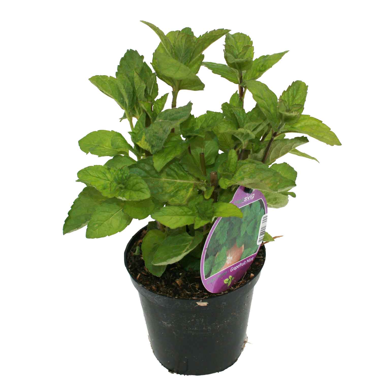 Mentha 'Grapefruit' 12 cm