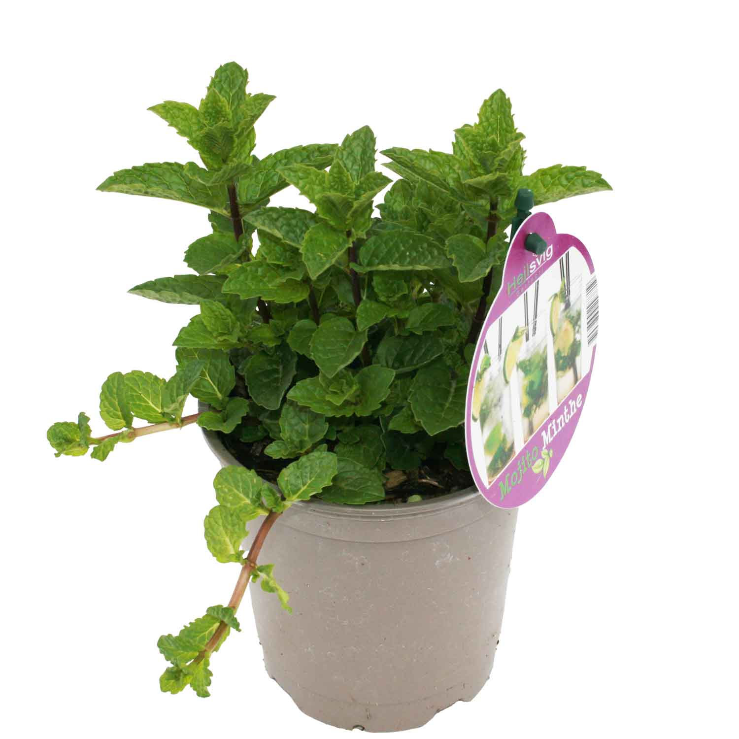 Mynte - Mentha spicata Mojito 12cm pot