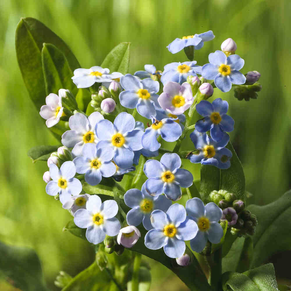 Myosotis palustris blå  p9