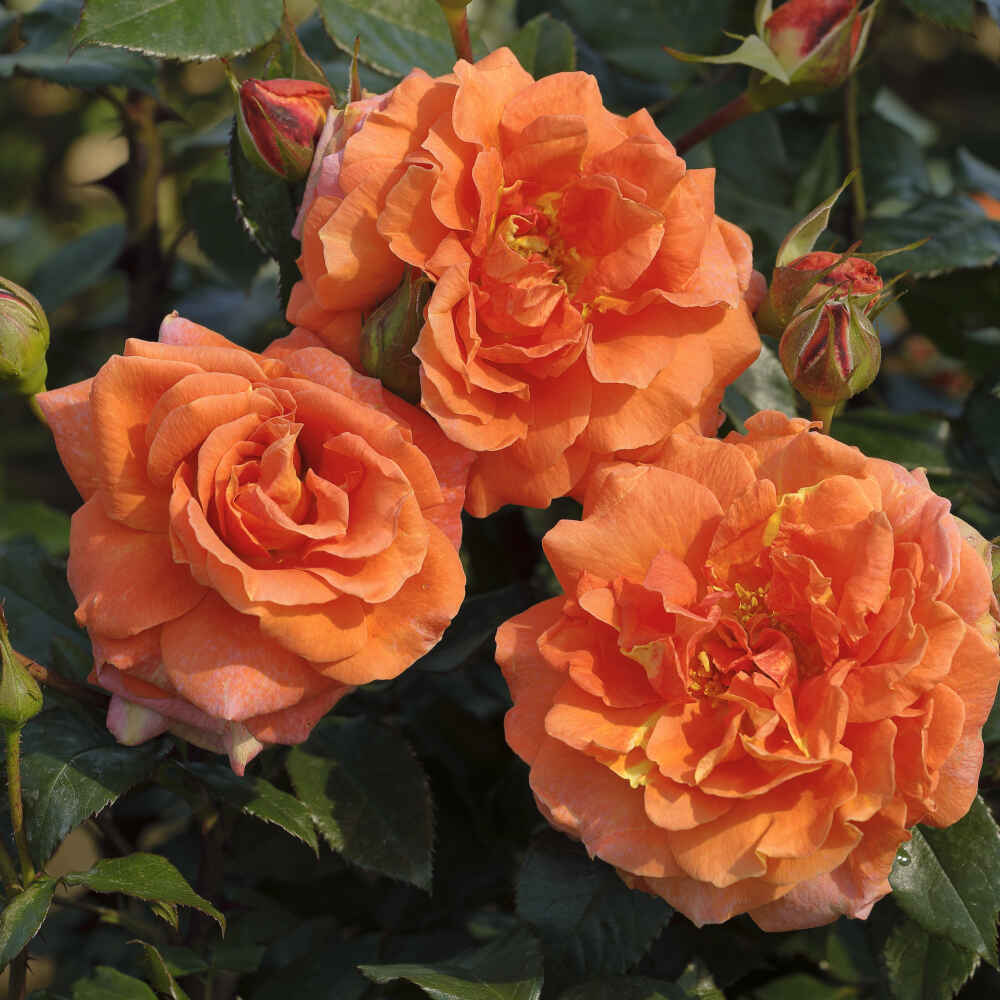 Climbing rose 'Naranga' - New 2021