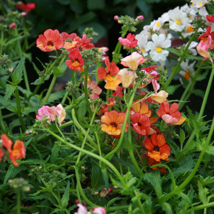 Sommerfugleblomst - Nemesia hybrid 11cm pot