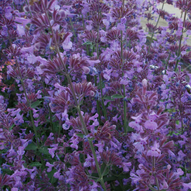 Catnip - Nepeta faassenii 'Walker's Low'