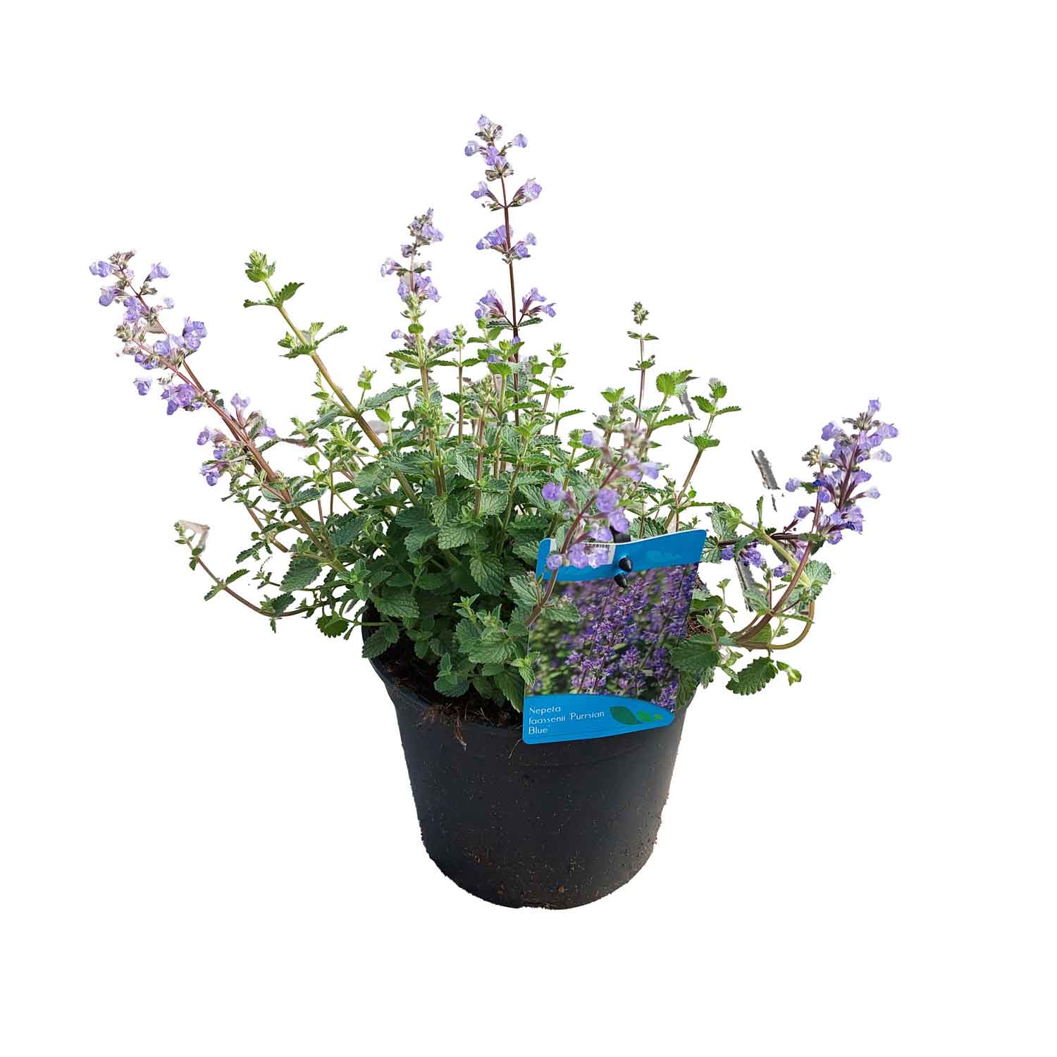 Nepeta (Faassenii) 'Purrsian Blue' 17cm