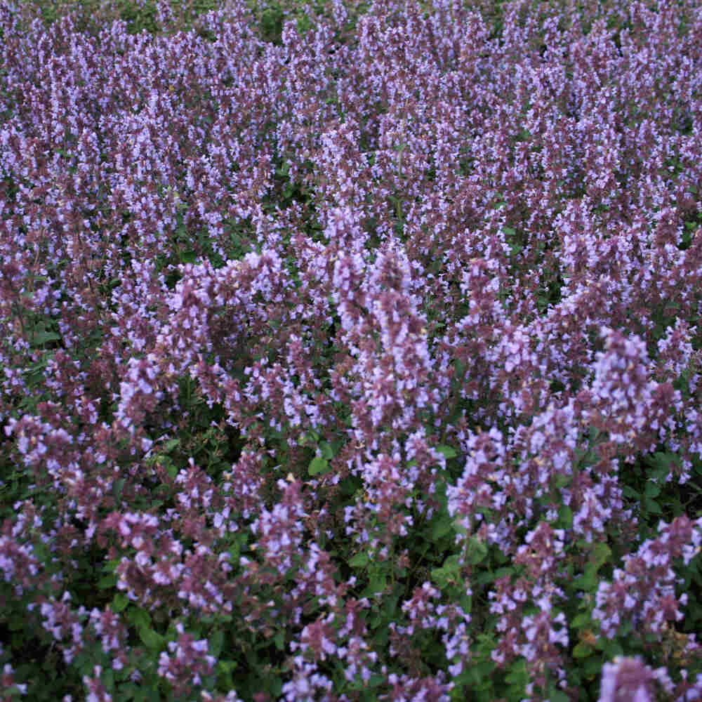 NEPETA faassenii 'Cat's Pajamas'®  1 L Potte