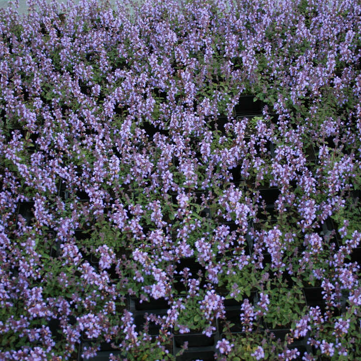 Katteurt - Nepeta faassenii Purrsian Blue® 1L pot