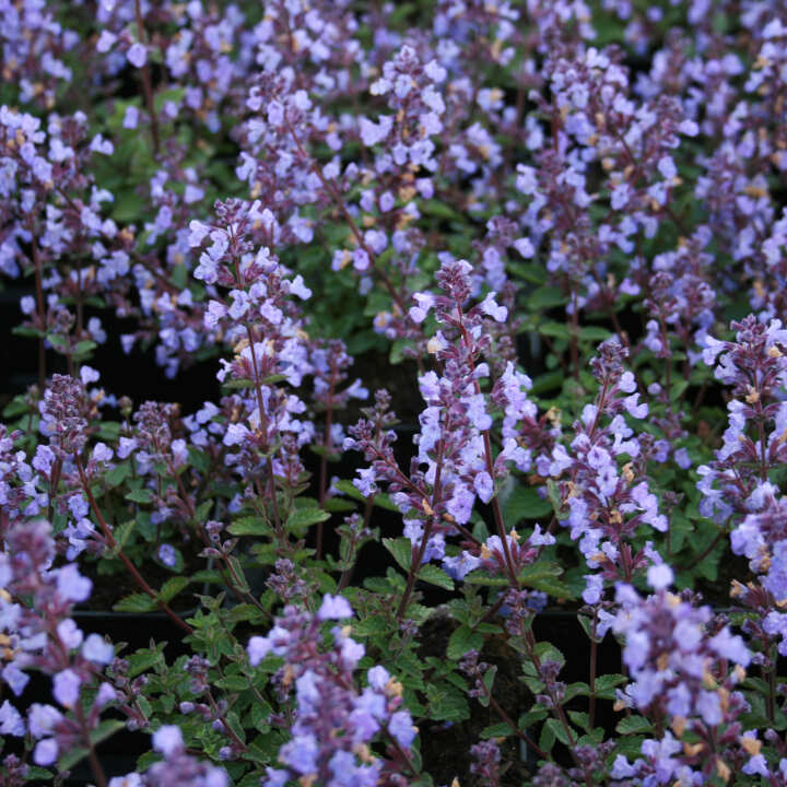 Nepeta faassenii 'Purrsian Blue' 11C