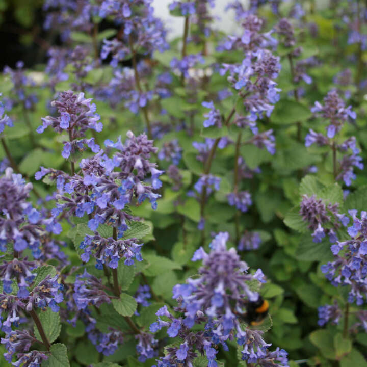 Nepeta faassenii 'Blue Wonder' 11C