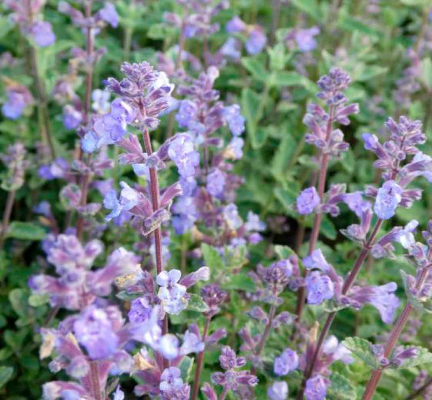 Nepeta faassenii 'Kit Cat' 11C