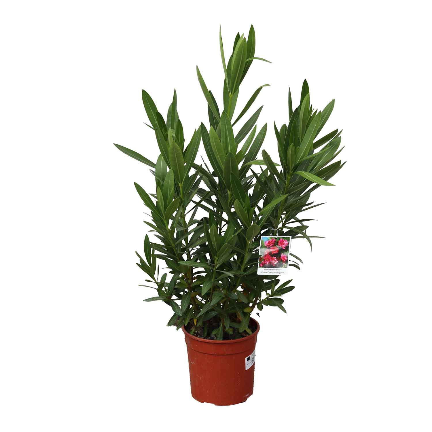 Nerium oleander Röd Common Double D19