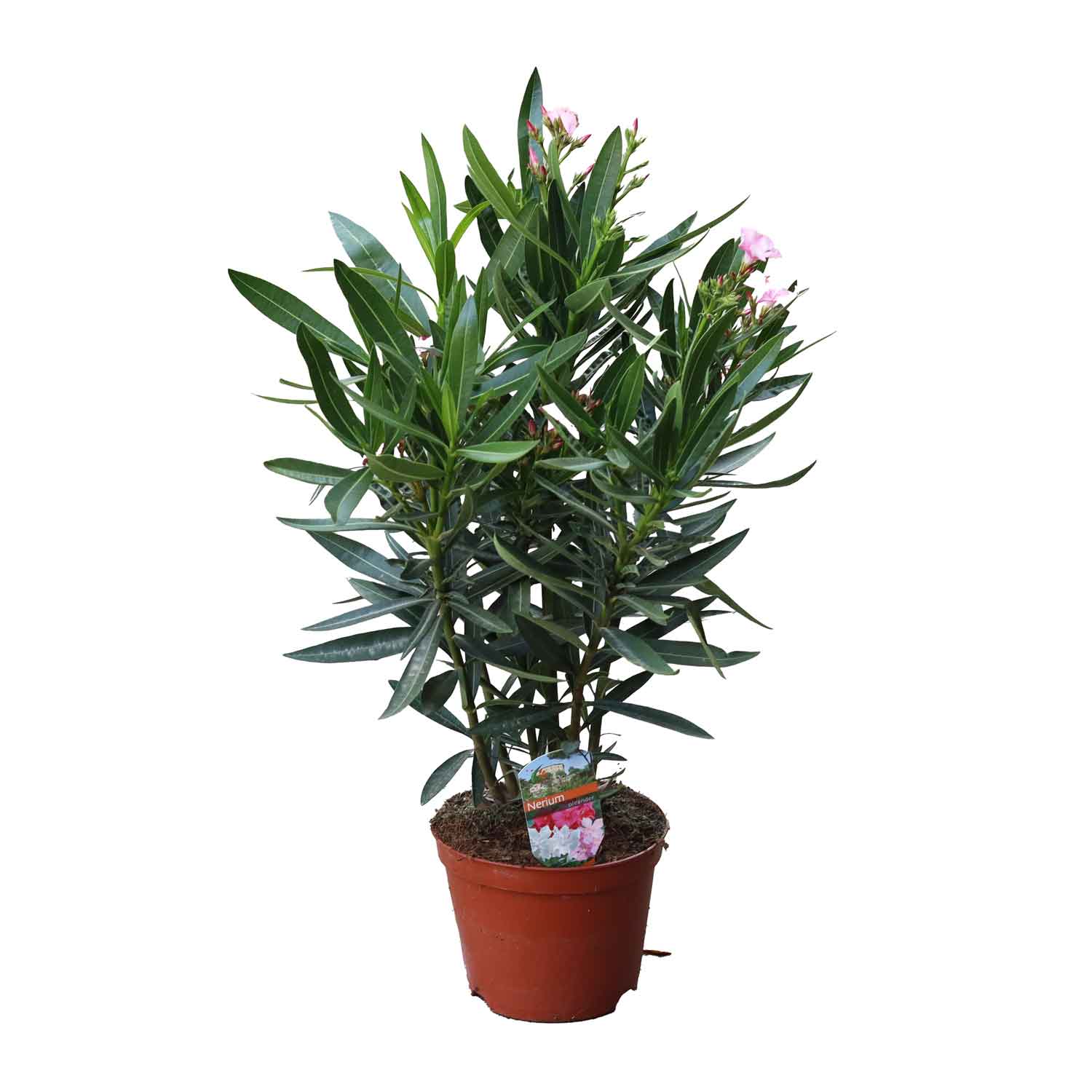 Nerium oleander