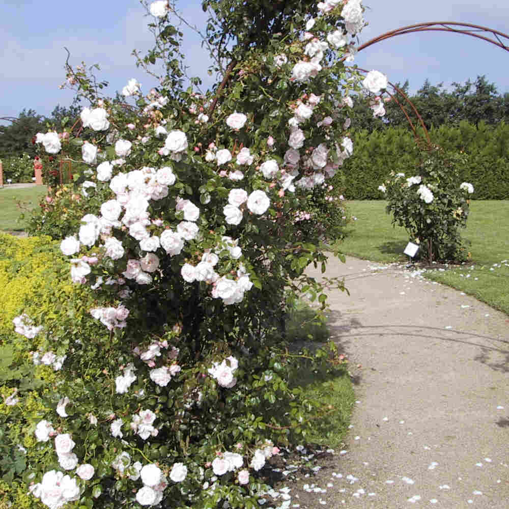 Climbing rose 'New Dawn'