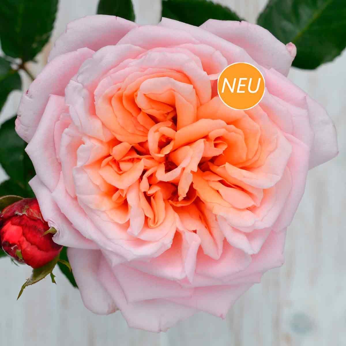 Rosa 'Never Ending Story'