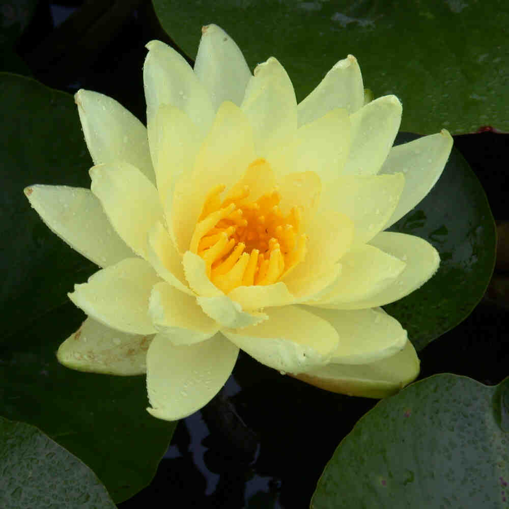 Nymphaea Joey Tomocik