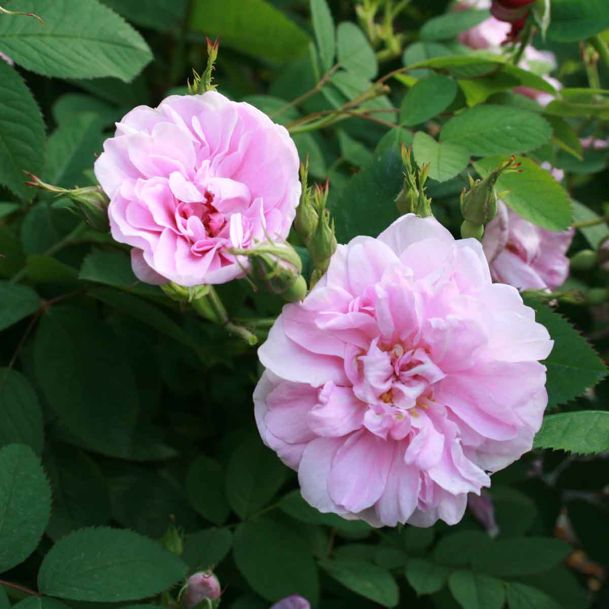 Rose chinensis 'Old Blush'