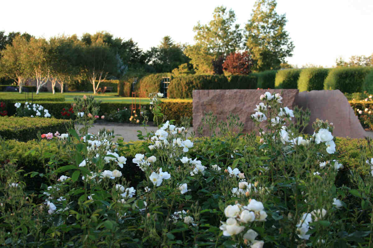 Rose moschata 'Omi Oswald'