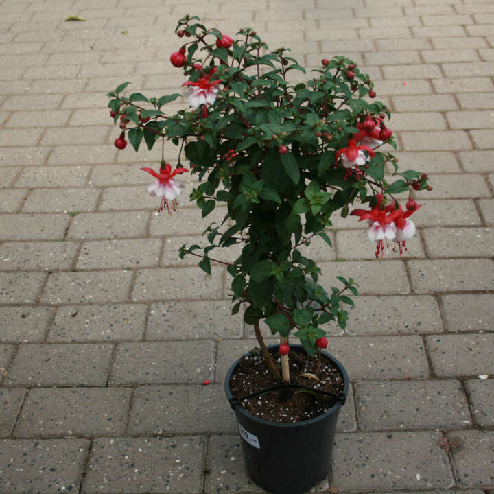 Fuchsia på stamme 19cm pot