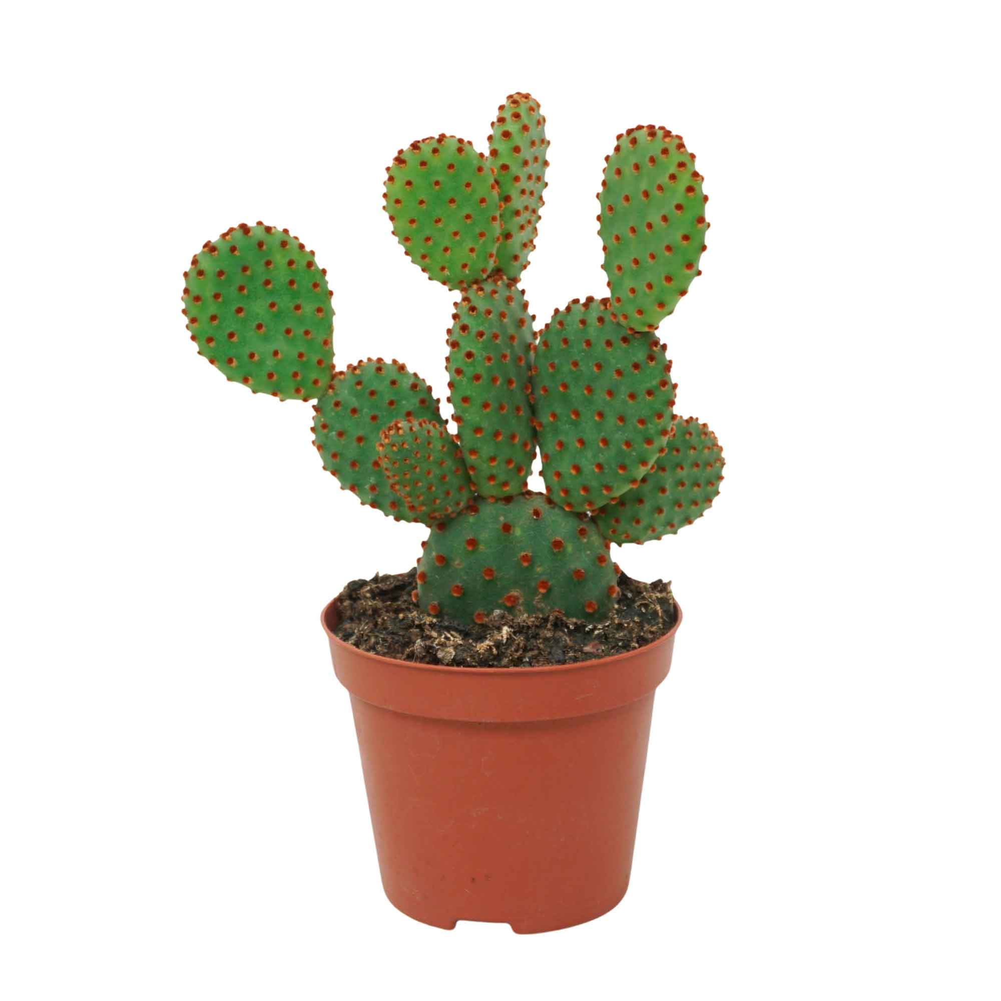 Opuntia micr. subsp. Rufida 8,5 cm