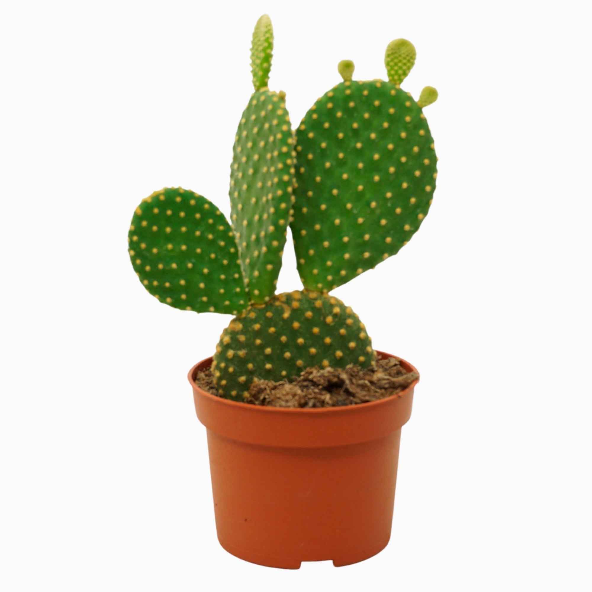 Opuntia micr. var. blek 10,5 cm