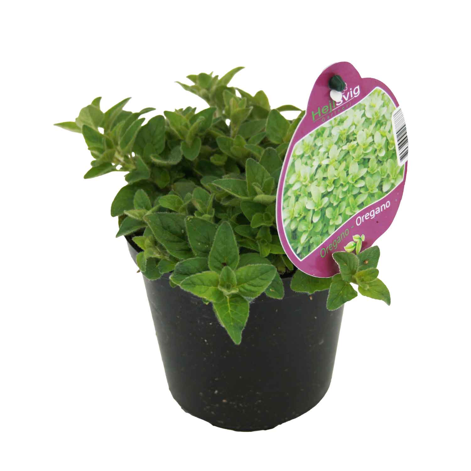 Oregano - Origanum vulgare 'Compactum' 12cm pot