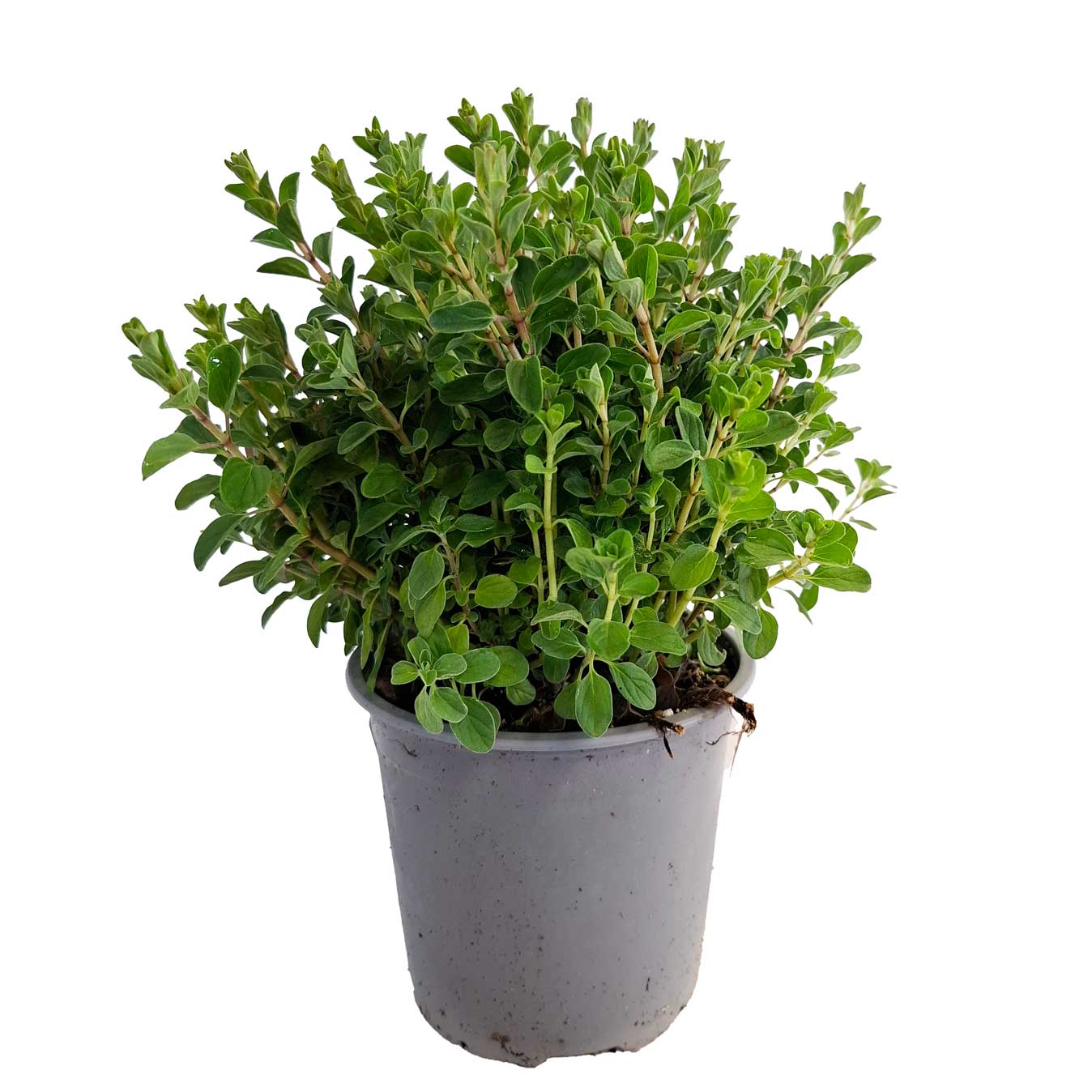 Origanum Majorana Bush D14