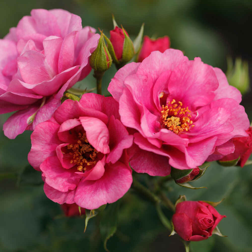 Climbing rose 'Orienta Aladdin' - New 2021