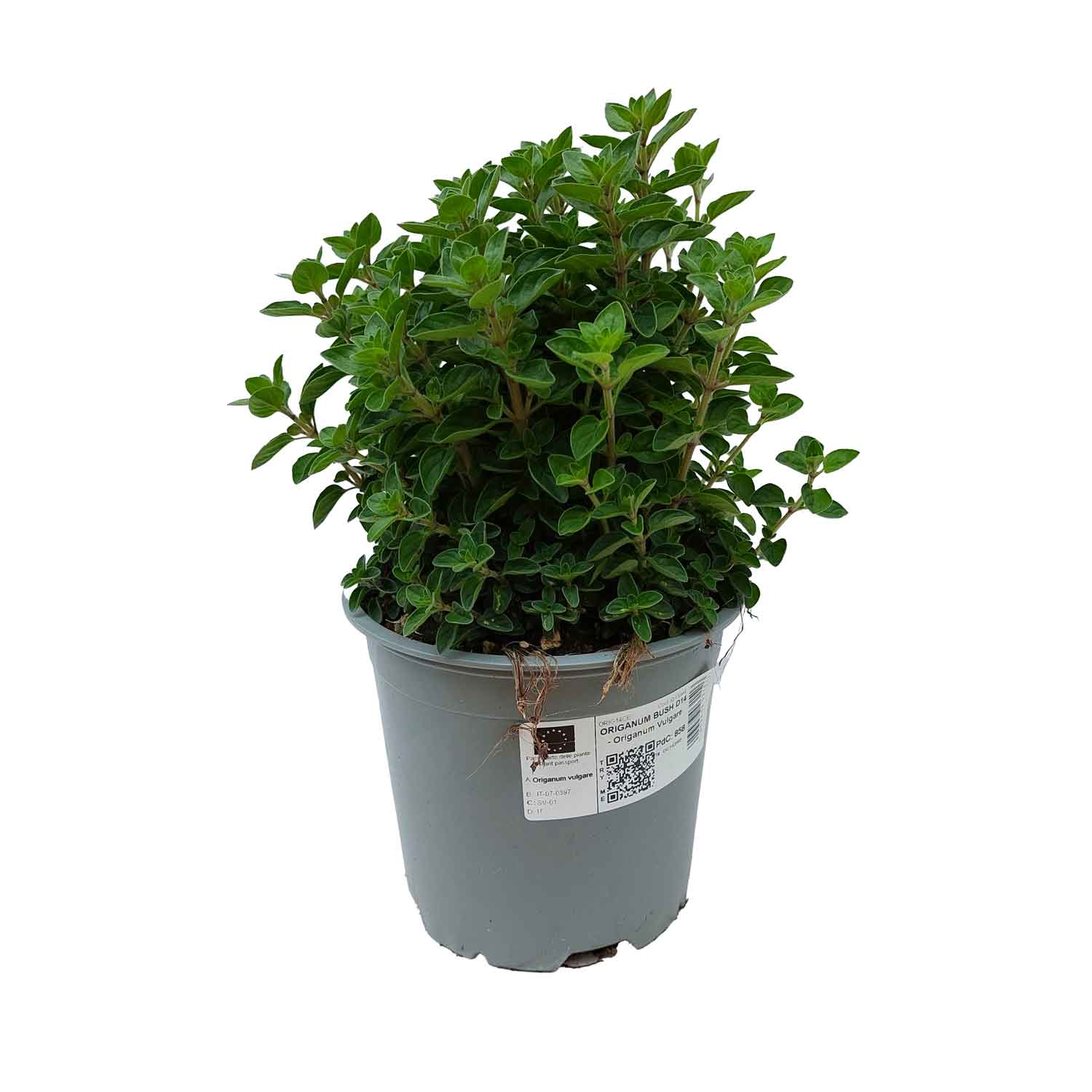 ORIGANUM BUSH D14 - Origanum Vulgare