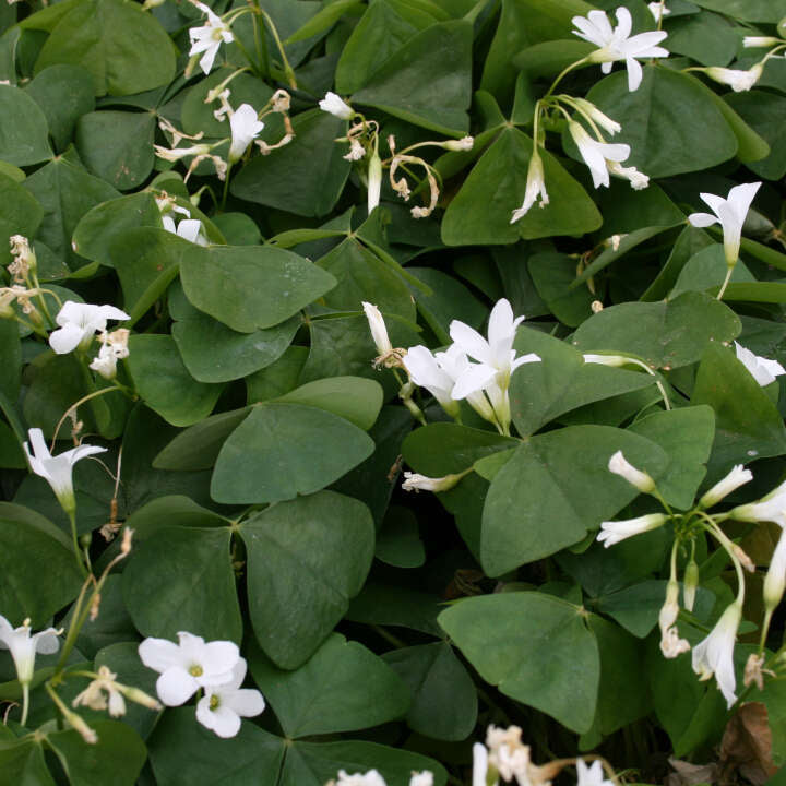 Fjärilsklöver - Oxalis triangularis 10cm kruka.