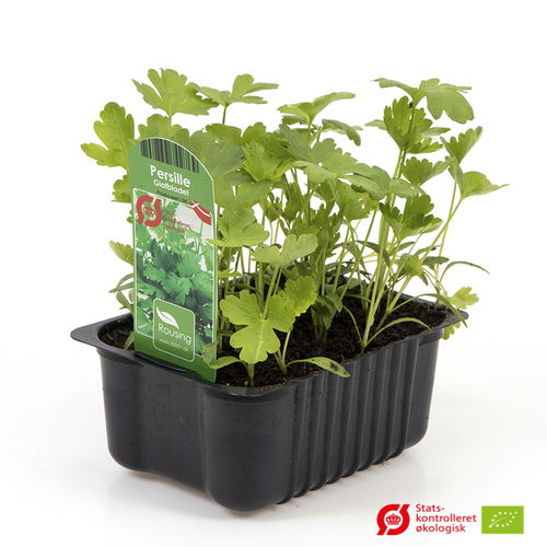 Parsley Broadleaf In box